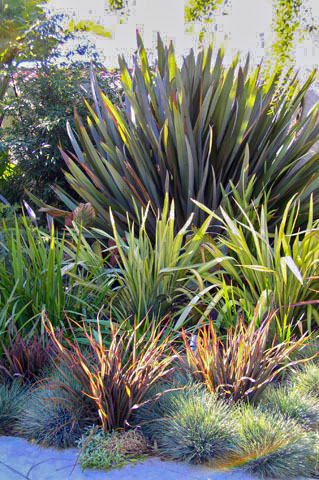 Woodruff plants